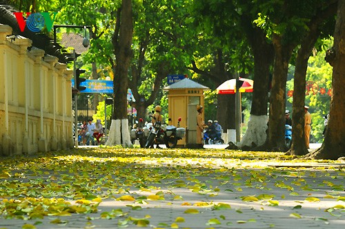 河内人面果树的夏季黄叶