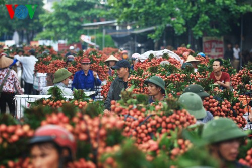 越南荔枝进入加拿大市场