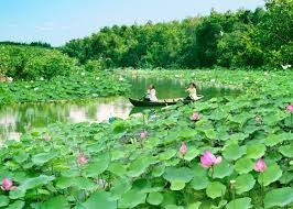 同塔以莲花打造旅游品牌