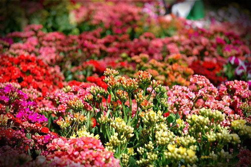 花卉节城市——大叻市