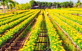 春节前沙沥花村吸引大量游客