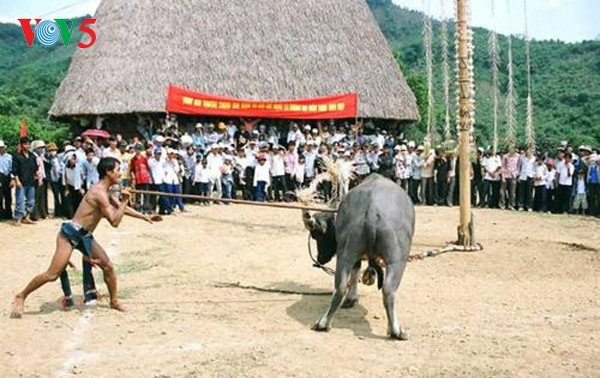 麻族吃牛祭天庆稻节