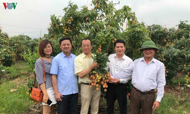 越南新鲜荔枝已经在日本上市