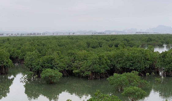 保护和可持续发展海岸森林