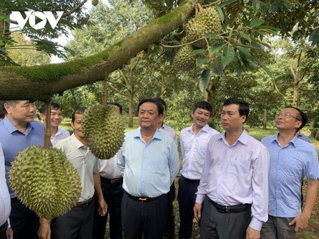 越南首批榴莲通过正规贸易渠道向中国市场出口