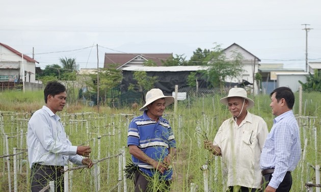 宁顺省安海乡农民因种植芦笋致富