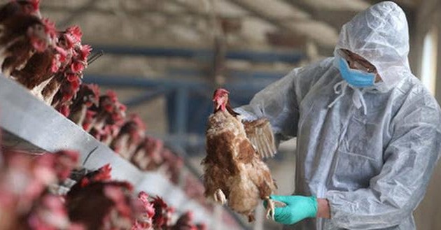 ​ 世卫组织：H5N1病毒全球传播现状“令人担忧”