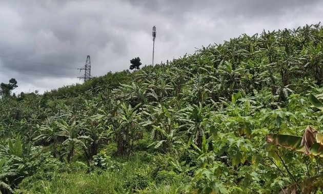 广南省山区戈都族同胞靠种芭蕉脱了贫