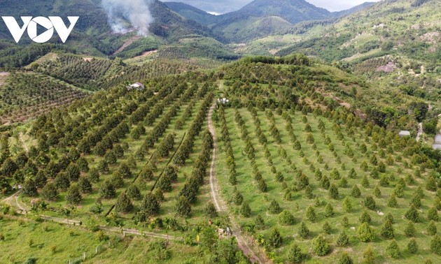 庆和省山区朝着有机方向推动耕种转型