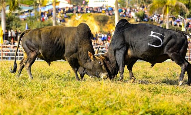 新春参加传统斗牛赛