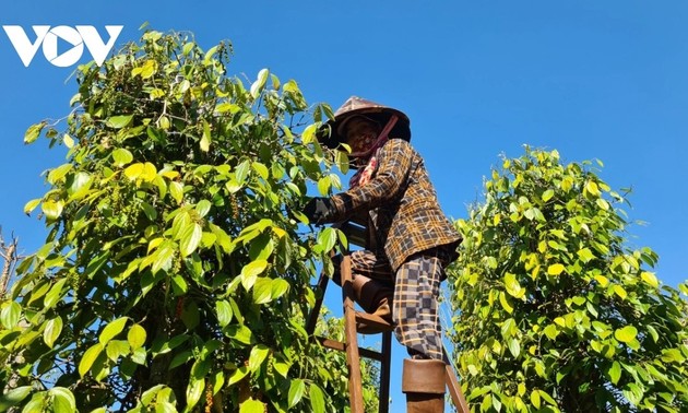 越南胡椒价格持续上涨