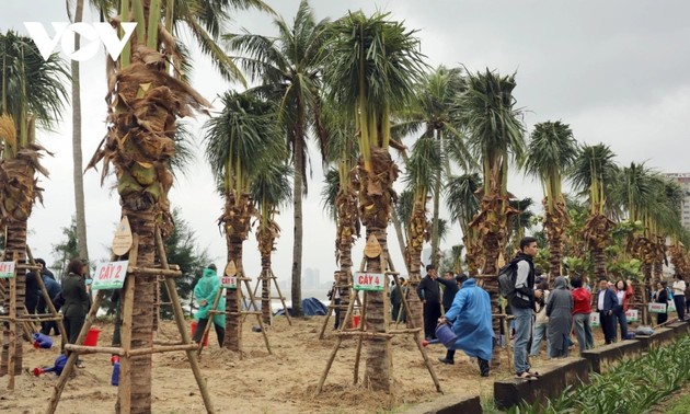 在岘港旅游海滩再种植175棵椰子树