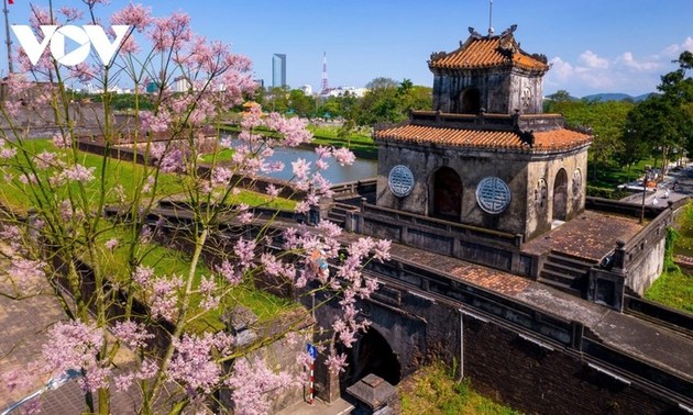 “王者之花”绽放顺化皇城