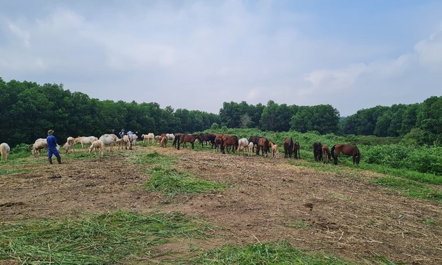 伯云马场：绿色草原上的宁静之地