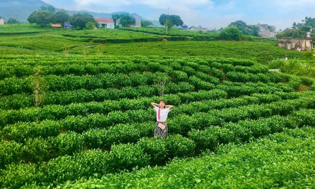太原省积极将茶叶打造成为十亿美元产业