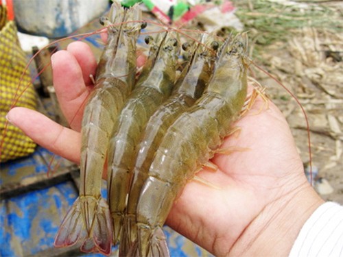 Meksiko berhenti mengimpor udang Vietnam adalah tidak punya dasar