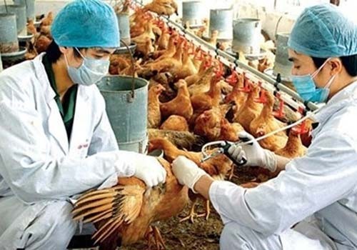 Memperkuat pekerjaan pencegahan dan penanggulangan flu tipe A H7N9