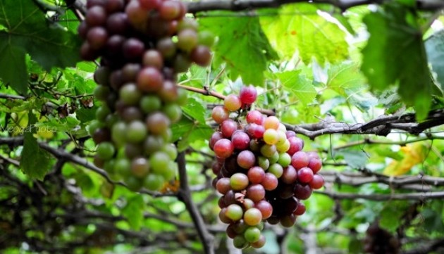 Bauern in Ninh Thuan entwickeln den Weinanbau