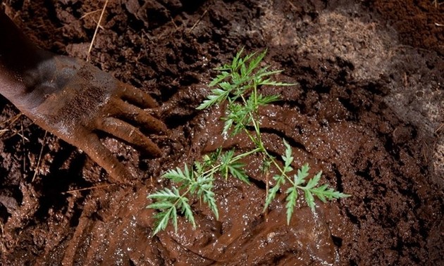 Afrikanische Staaten planen 100 Millionen Hektar neuen Wald anzupflanzen