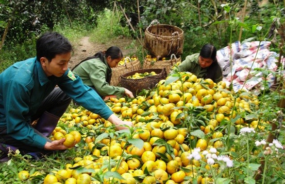 Bac Kan entwickelt Landwirtschaftsprodukten mit geographischen Herkunftsangaben