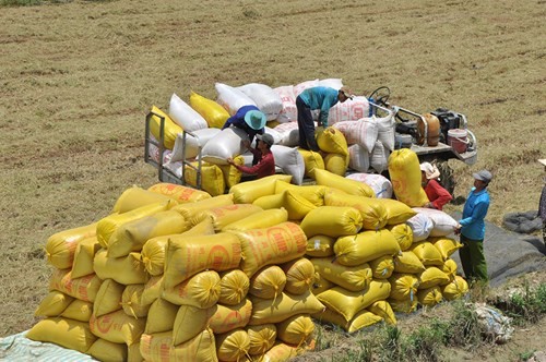 Erweiterung der Feldbeschränkung im Mekong-Delta für Großproduktion