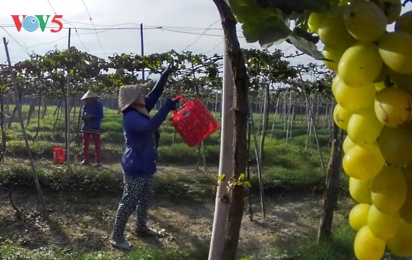 Vorbereitung der Landwirtschaft auf den Klimawandel in Vietnam