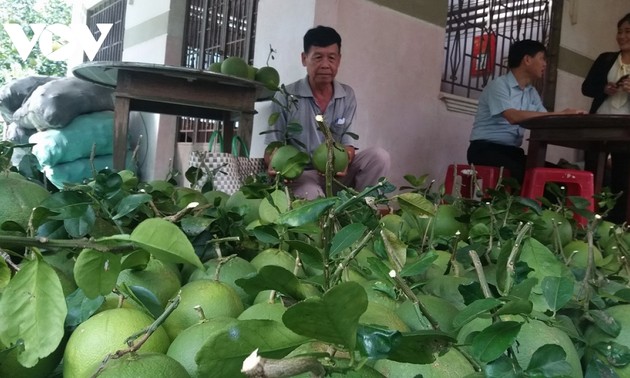 Bauern in Ben Tre wollen Aufbau und Vollendung der Wertkette der landwirtschaftlichen Produkte fördern