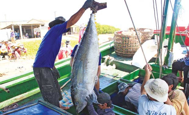 Den Export von Thunfischen aus Vietnam verbessern