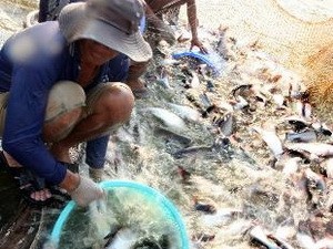 Pangasius-Verband Vietnams protestiert gegen US-Strafzölle auf vietnamesischen Pangasius