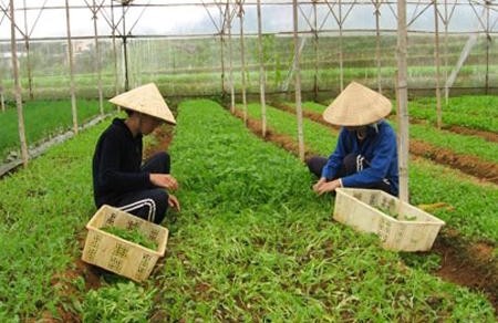 Erfolge der Umsetzung des Modells VietGap in der Landwirtschaft