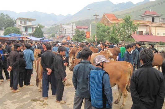 Rinderzucht in Ha Giang