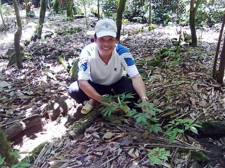 Förderung die Marke von Ginseng Ngoc Linh aus Vietnam