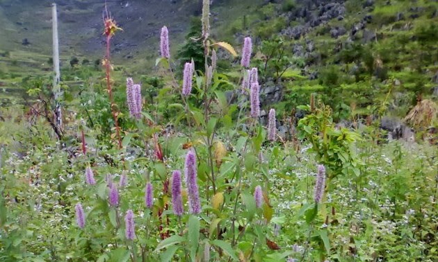 Honig mit Pfefferminz aus Ha Giang, Produkt mit traditioneller Kultur