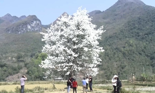 Kulturtag der Mong und Birnenblütenfest in Bao Lac