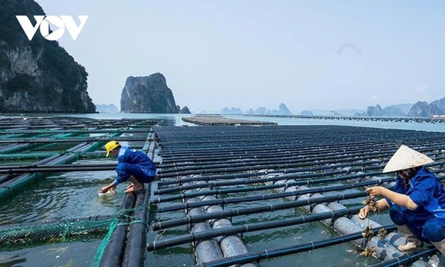 Aquakultur in Quang Ninh passt sich Naturkatastrophen an