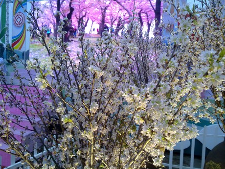 Pembukaan Festival Bunga Sakura di kota Halong