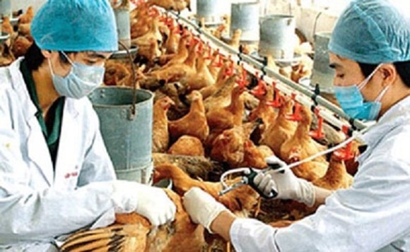 Berupaya mencegah dan memberantas wabah flu tipe A H5N1 dan H1N1