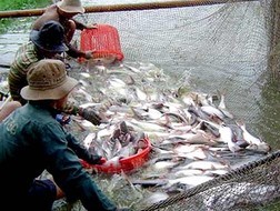 Kementerian Perdagangan Amerika Serikat mengenakan tarif yang tinggi bagi ikan Patin Vietnam