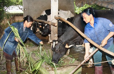 Pengentasan dari kelaparan dan kemiskinan - Prestasi  Vietnam dalam menjamin hak manusia