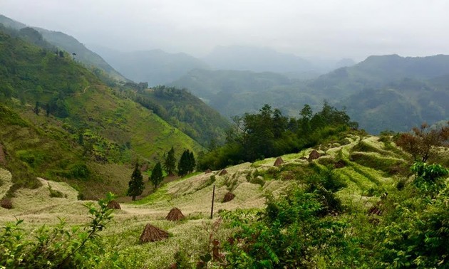 Sampai tahun 2020 prosentase penghijauan hutan di seluruh negeri mencapai 42%