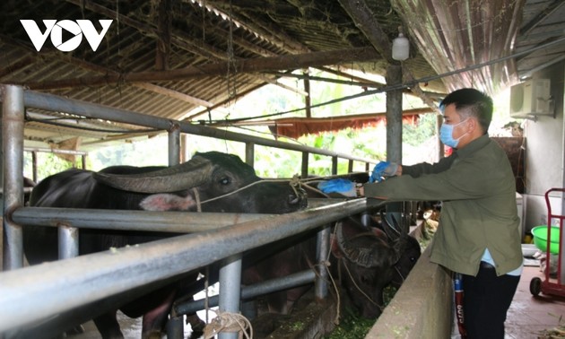 Menjadi Kaya Berkat Pengembangan Ekonomi Perbukitan dan Hutan Terkait dengan Peternakan Hewan Besar