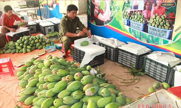 Kabupaten Yen Chau, Provinsi Son La, Kembangkan Perkebunan Buah-Buahan Organik