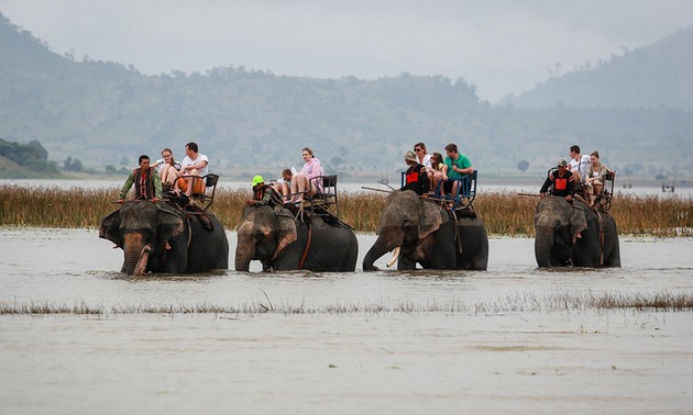 Central Highlands province mulls ban on elephant rides on safety, welfare concerns