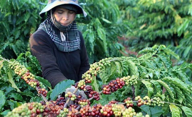 Vietnam exports over 1.7 million tonnes of coffee in 2020