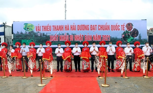 Lychee harvest season gets underway in Hai Duong