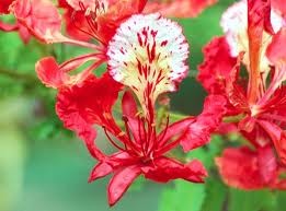 Делоникс королевский и школьные годы