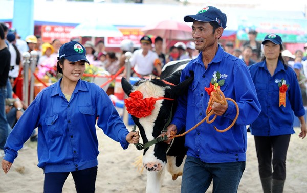 Конкурс красоты молочных коров