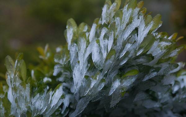В Шапе выпал первый снег