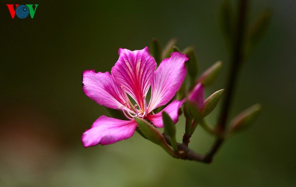 Весенние цветы на каменном плоскогоре Донгван