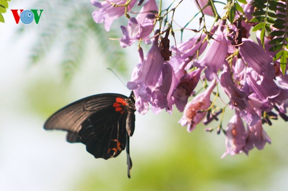 В Ханое цветут фиолетовые акации